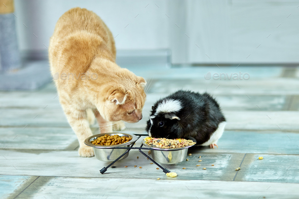 The cat look at a guinea pig, Domestic pet feeding cavy
