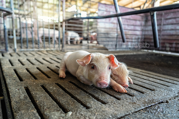 new born pig in hog farms, animal and Pig industry