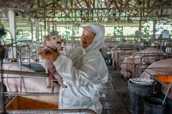 Asian veterinarian working and checking the healthy of baby pig in hog farms
