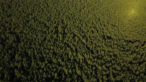 An Endless Green Forest in the Siberian Taiga