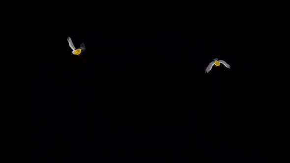 American Manakins - Two Birds - Flying Around - Transparent Loop