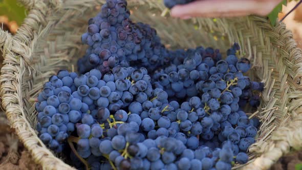 Hands gently placing bunches of grapes in a basket, Close up. alt