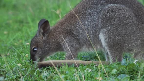Bennett's Tree-kangaroo Eats Grass. Dendrolagus Bennettianus Grazing in the Meadow. Slow Motion. alt