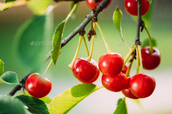 Red Ripe Cherry Berries Prunus subg. Cerasus on tree In Summer Vegetable Garden - Stock Photo - Images