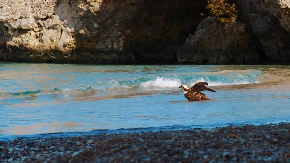 A beautiful Osprey bird washing itself in salt water on the beach of Curacao - Wide shot alt