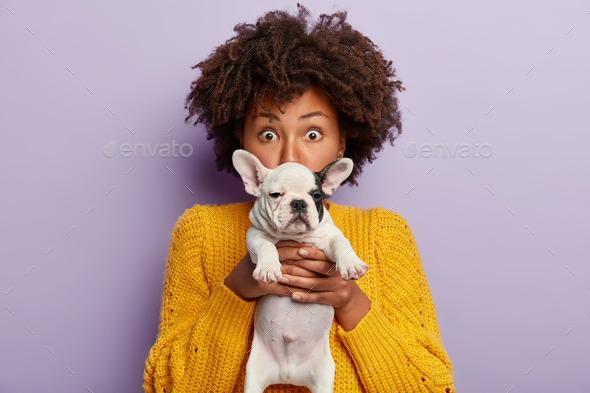 Impressed dark skinned young woman with Afro haircut, hides face behind small black and white puppy,