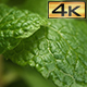 Water Drops Dripping from Mint Leaf - VideoHive Item for Sale