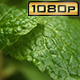 Water Drops Dripping from Mint Leaf - VideoHive Item for Sale