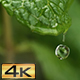 Droplet Dripping from Mint Leaf - VideoHive Item for Sale