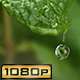 Droplet Dripping from Mint Leaf - VideoHive Item for Sale