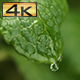 Rain Drop Falling onto the Mint Leaf - VideoHive Item for Sale