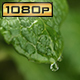Rain Drop Falling onto the Mint Leaf - VideoHive Item for Sale