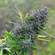 Marijuana bud - PhotoDune Item for Sale