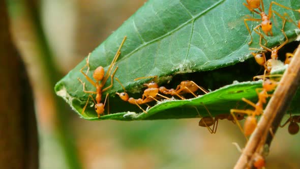 ants work as a team to build their nest alt