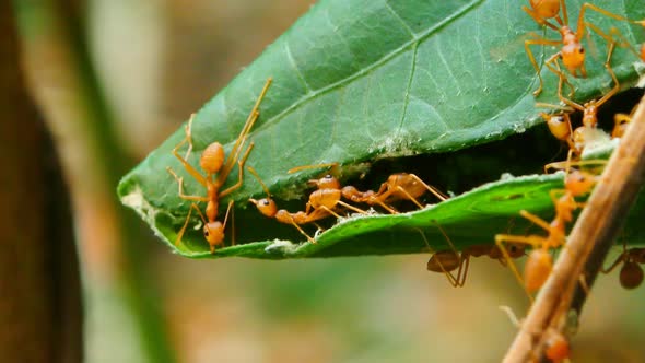 ants work as a team to build their nest