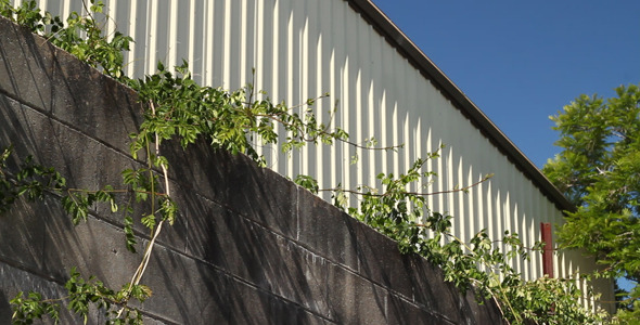 Vines Growing Over Wall