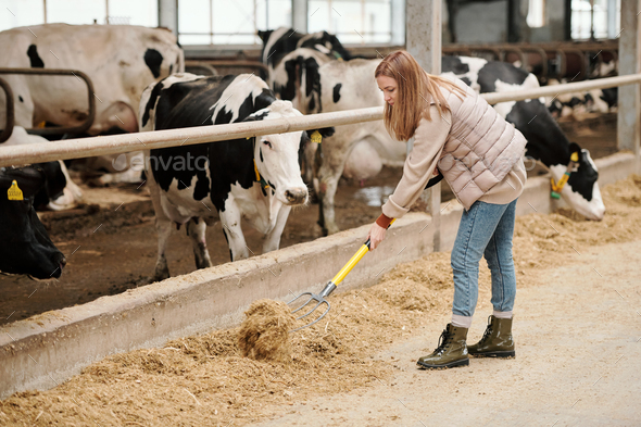 Contemporary female worker of animal farm putting livestock feed for cows  Stock Photo by Pressmaster