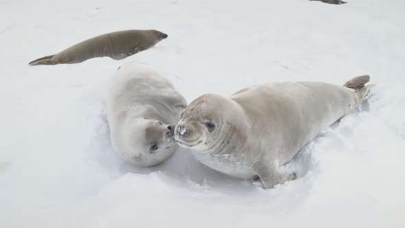 Young Weddell Seal Play Together Close-up View alt