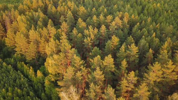 Woods At Sunset