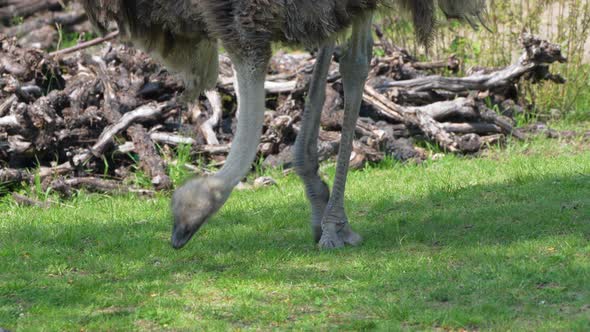 Slow motion shot of Ostrich pecking food from grass field in nature,close up alt