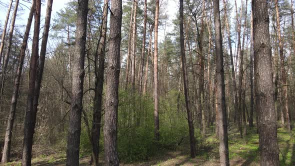 Beautiful Forest Landscape Aerial View Slow Motion alt