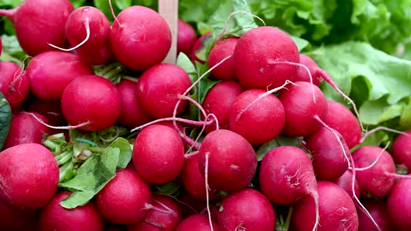 Radish Fruit Vegetable Market Shop Food 024