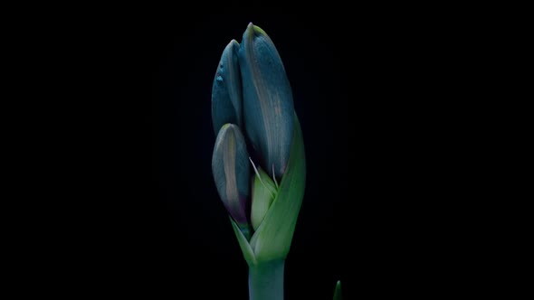 Blue Hippeastrum Opens Flowers in Time Lapse on a Black Background alt