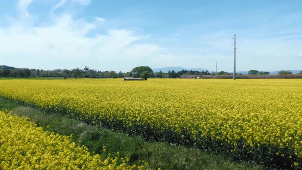 Aerial View of Colorful Raps Eco Field Flowers