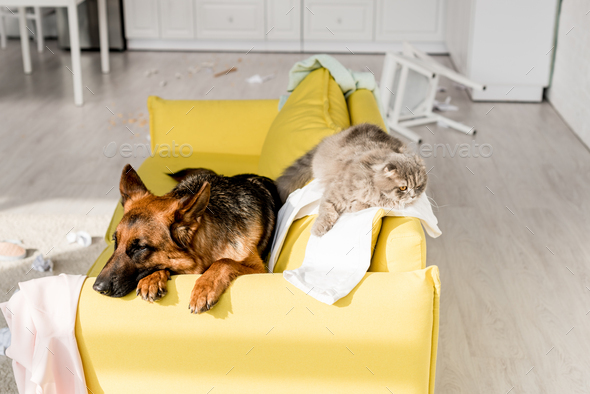 cute German Shepherd and grey cat lying on bright yellow sofa in messy apartment