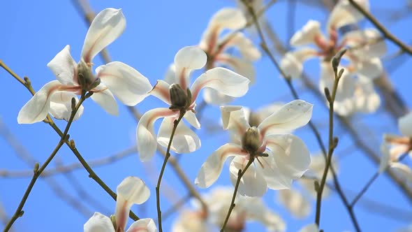 White Magnolia Flowers