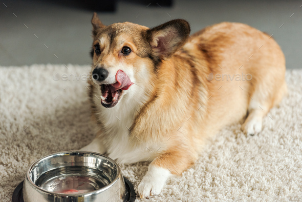corgi bowl