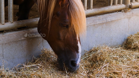Beautiful brown horse eats hay in the breeding stable.