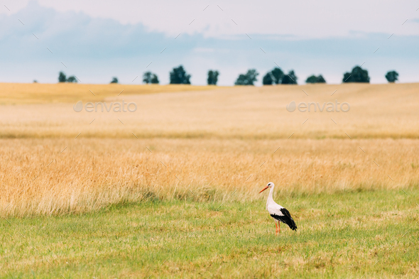 Adult European White Stork Ciconia Ciconia In Summer Field. Wild Bird - Stock Photo - Images