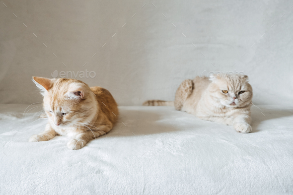 Introducing Two Cats. Adopt a Second Cat. Adding a second cat to your household. Peaceful multi-cat - Stock Photo - Images