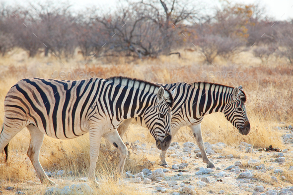 Zebra - Stock Photo - Images