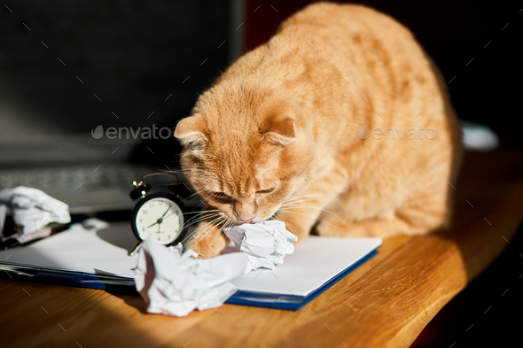 Funny playfull cat playing with crumpled paper balls on office desk in sunlight, home workplace.