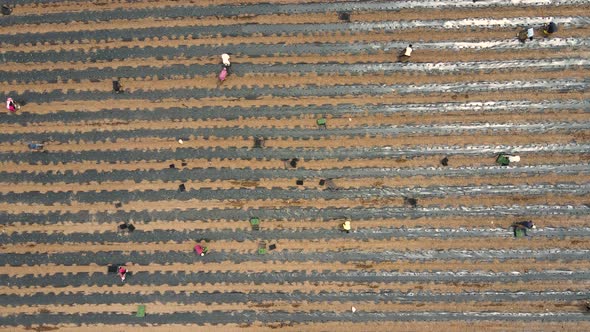 Organic Pepper Field alt