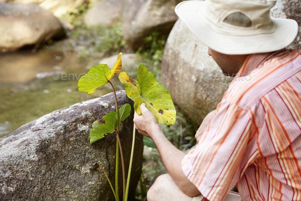 Ecology and environmental safety. Scientist in panama hat examining leaves of green plant for leaf s