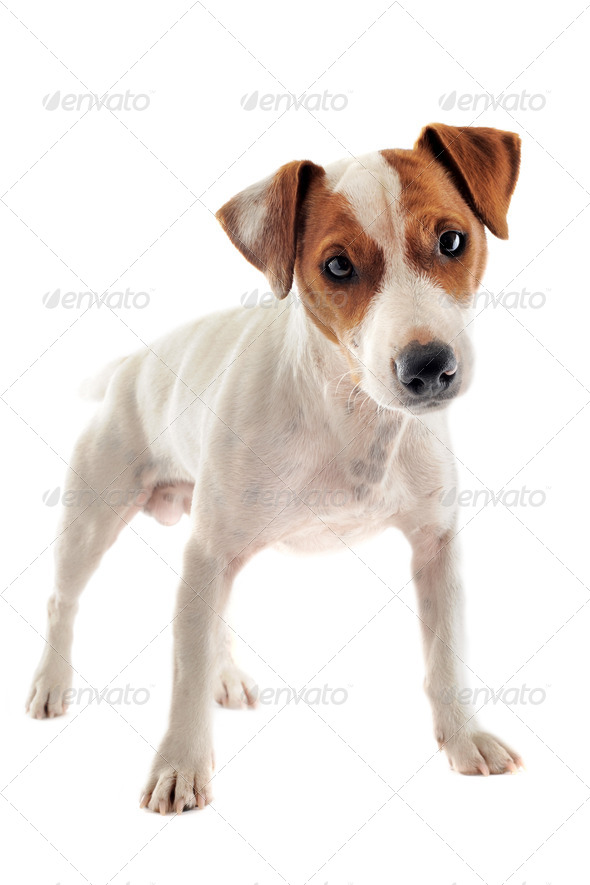 jack russel terrier - Stock Photo - Images