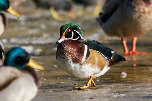 Wood duck (Aix sponsa) - Stock Photo - Images