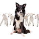bordercollie and lambs - PhotoDune Item for Sale