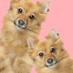 two dogs on pink background - PhotoDune Item for Sale