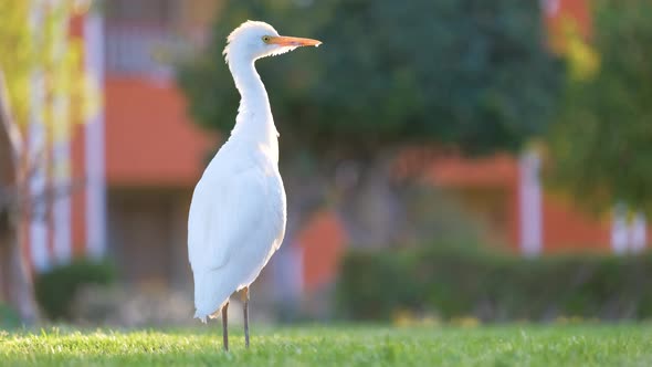 White Cattle Egret Wild Bird Also Known As Bubulcus Ibis Walking on Green Lawn in Summer alt