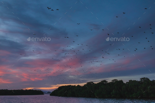 Fox bat flying in the sunset sky. Island flying fox or variable flying fox (Pteropus hypomelanus).