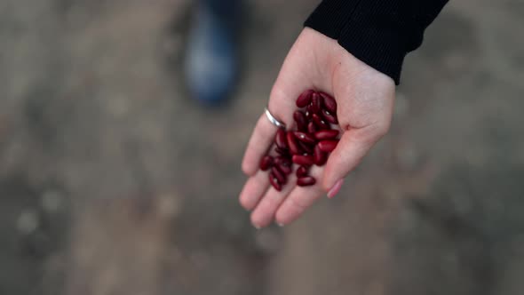 Woman Farmer Planting Raw Red Kidney Beans Seeds in Vegetable Garden Soil at Springtime alt