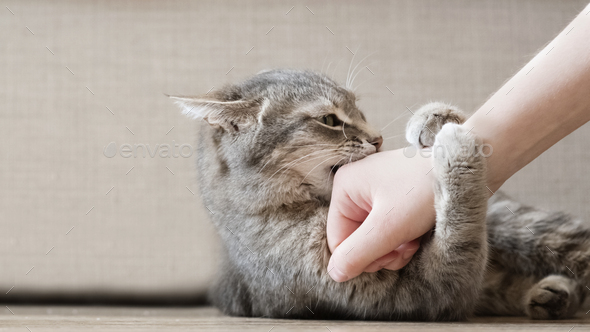 Aggressive gray cat attacked the owner’s hand.