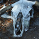 Cow Skulls 1 - VideoHive Item for Sale