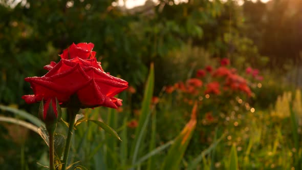 Shooting a Beautiful Red Rose Against the Backdrop of Greenery and Rain