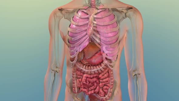 Human Internal Digestive Organ Liver Anatomy Animation Concept. 3D alt