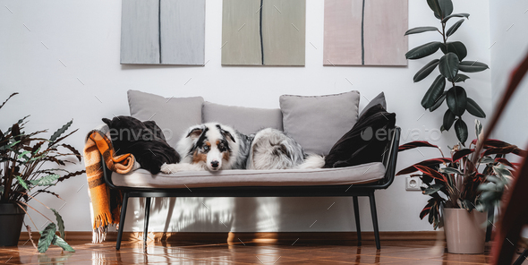 Australian dog sitting on sofa in apartment in daytime
